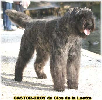 bouvier des flandres du clos de la luette - copyright d&eacute;pos&eacute;